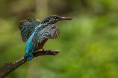 Ledňáček říční