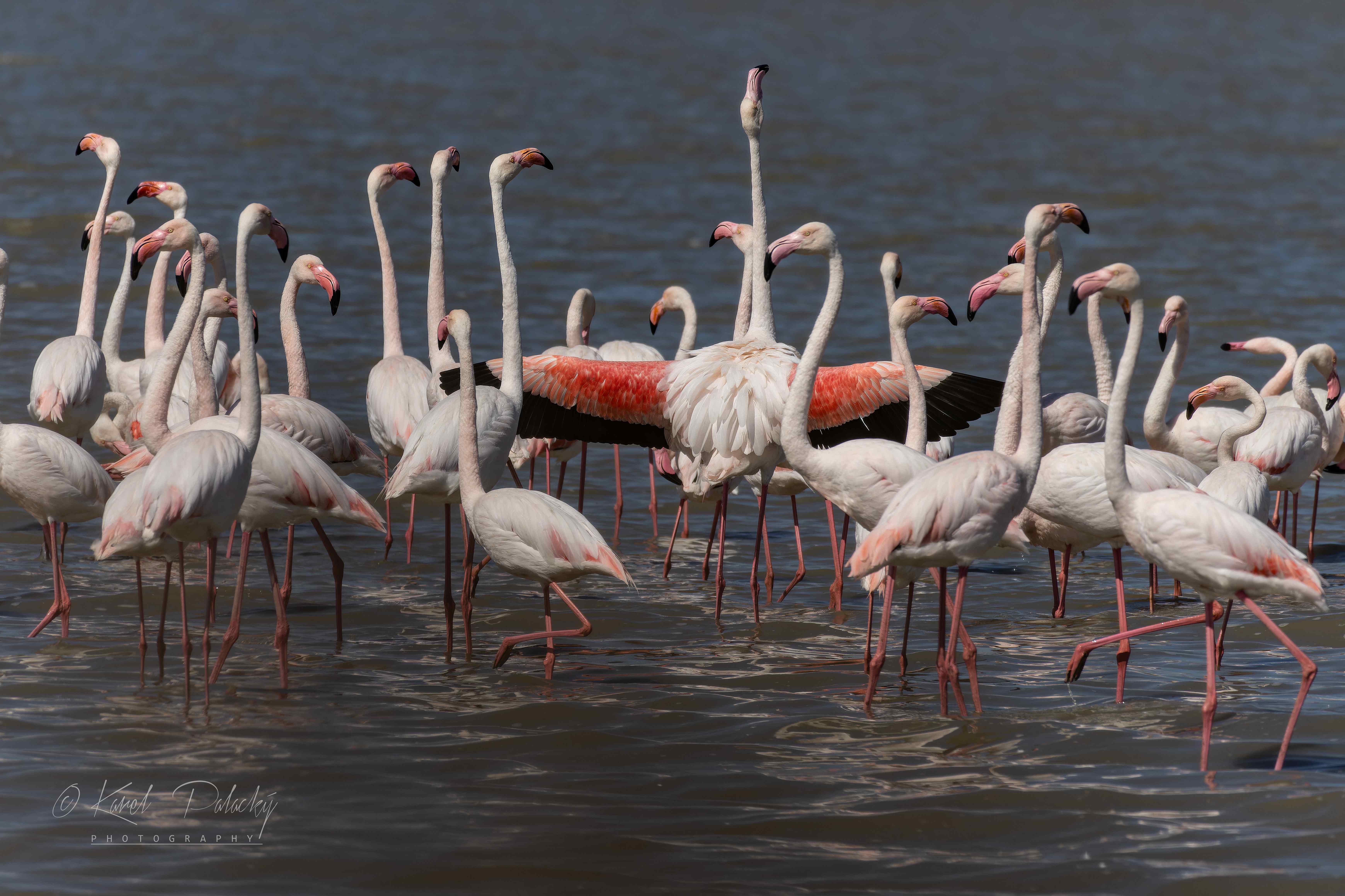 Plameňák růžový